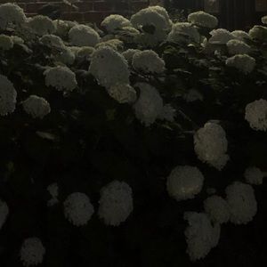 Meet your Posher, Fauzia